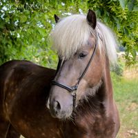 Skjanni, der junge Wilde wird gerade eingeritten